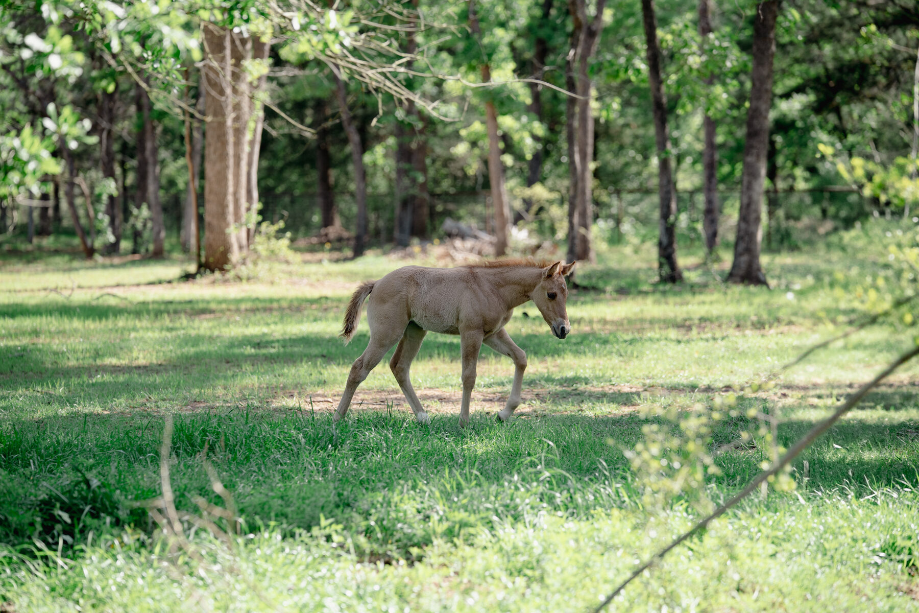 Horse in pasture